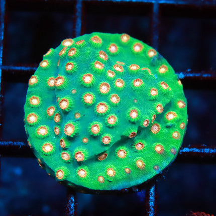 Meteor Shower Cyphastrea