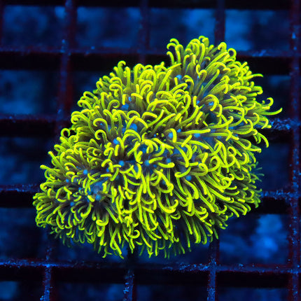 Neon GSP