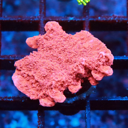 Red Monti Cap