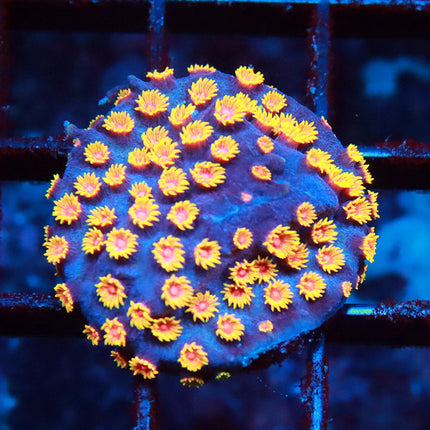 Bizzaro Cyphastrea