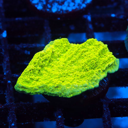 POTO Lemon Lime Monti