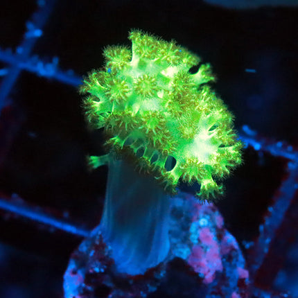 Neon Kenya Tree (small)