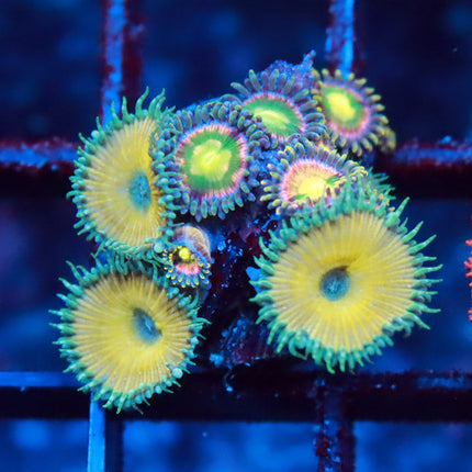 Mixed Zoa