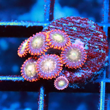 Ring of Fire Zoa