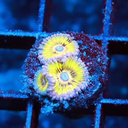 POTO Golden Eagle Zoa