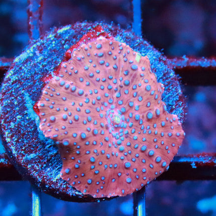 Blue Dog Mushroom