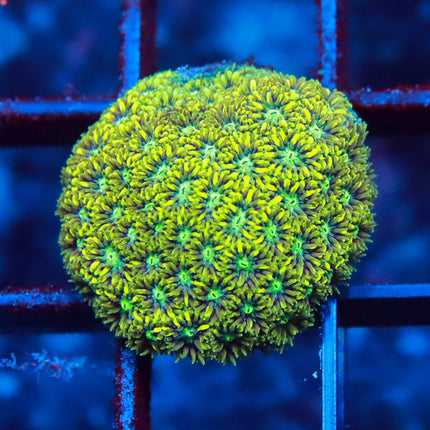 Blue Eye Favites