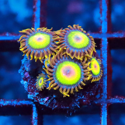Rasta Zoa