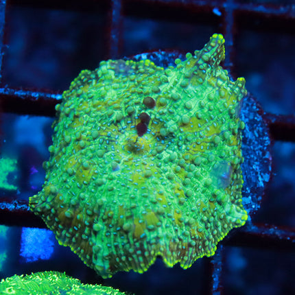 POTO Skull Crusher Mushroom