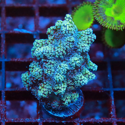 Blue Zing Hybrids Birdsnest