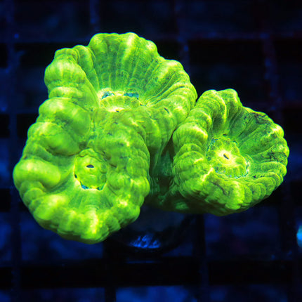 Kryptonite Pinwheel Candy Cane