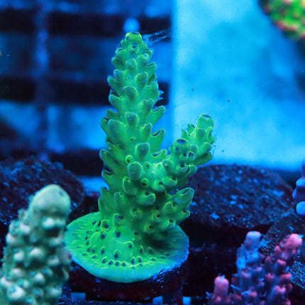 POTO Aqua Viridium (new release)