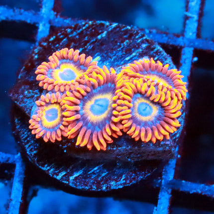 Blondies Zoa
