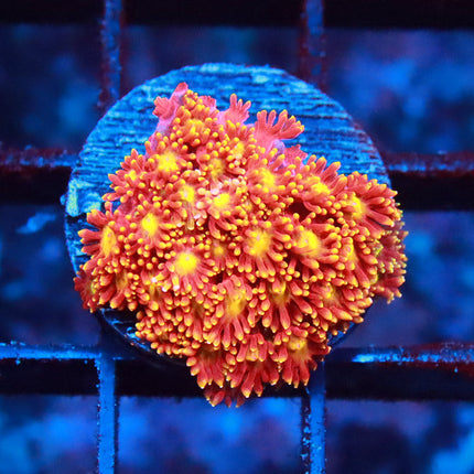 XXX Micro Goni