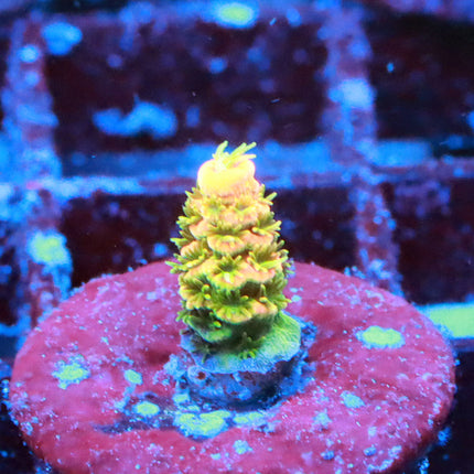 ASD Rainbow Millie