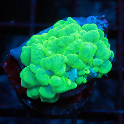 Baby Bubble Coral