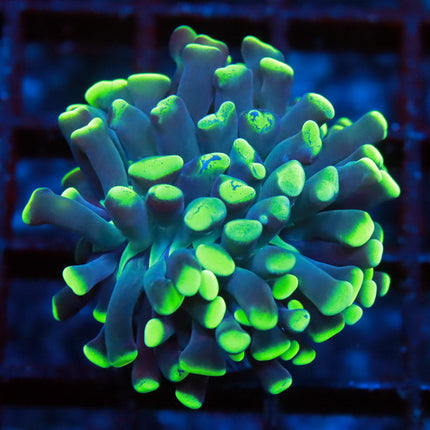 Neon Branching Hammer