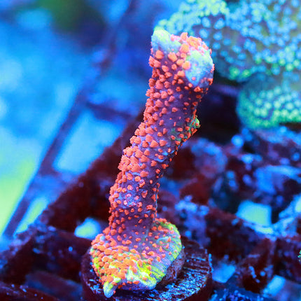 Bubblegum Digi