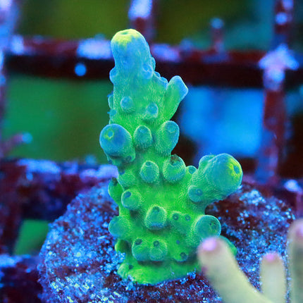 WWC Yellow Tip