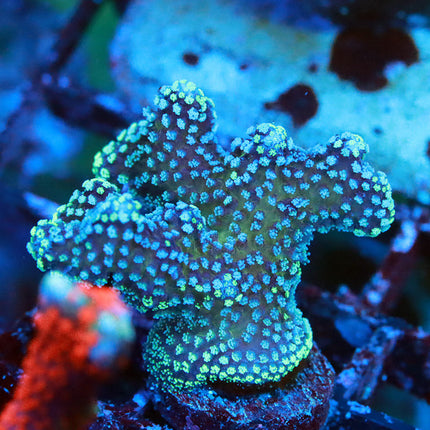Jason Fox Bugout Rainbow Stylophora