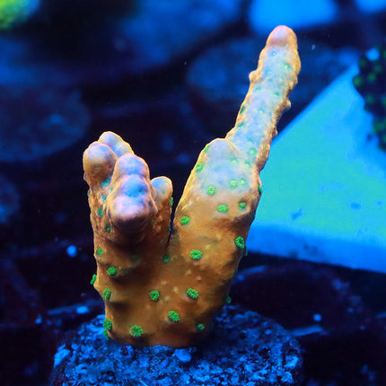 RRC Tropicana Anacropora