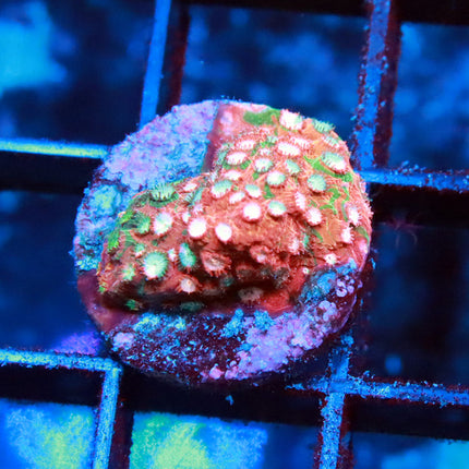 Jason Fox Fender Bender Cyphastrea