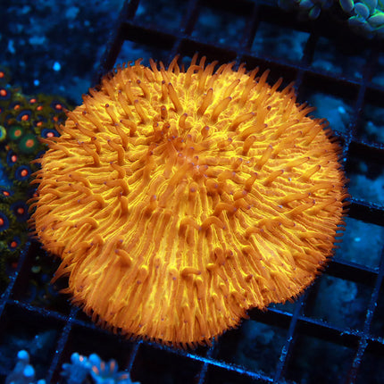 Ultra Orange Fungia