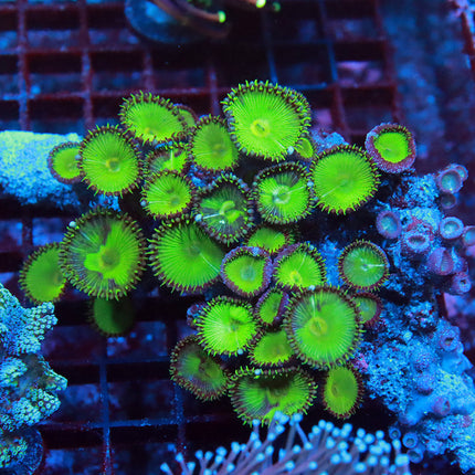 Nuclear Paly Colony