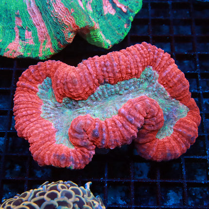 Red Dawn Symphyllia coral