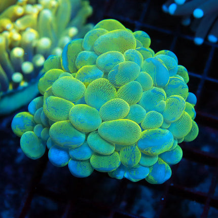 Neon Splatter Bubble Coral