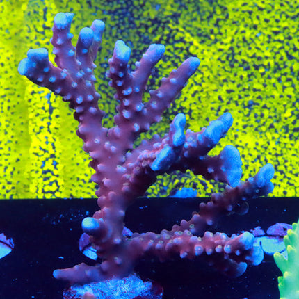 Snow Cone Anacropora