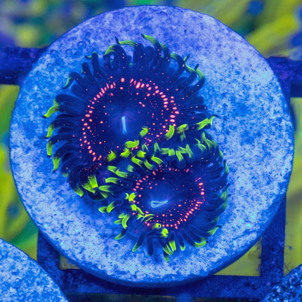 Psychosis Paly