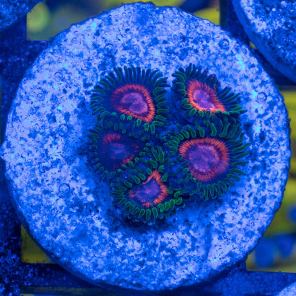 JF Fairy Tale Zoa