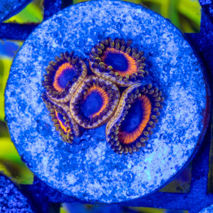 Juice Fruit Zoa