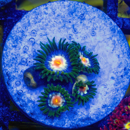 JF StarGlazer Zoa