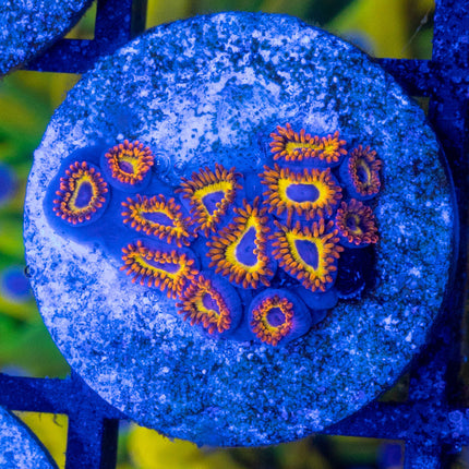Fruitloop Zoa