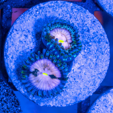 Purple Nebula Paly