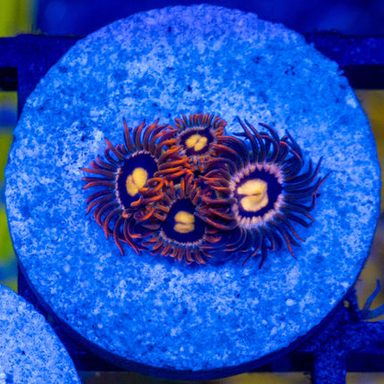 Orange Sunburst Zoa