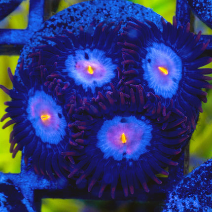 JPS Mystiques Zoa