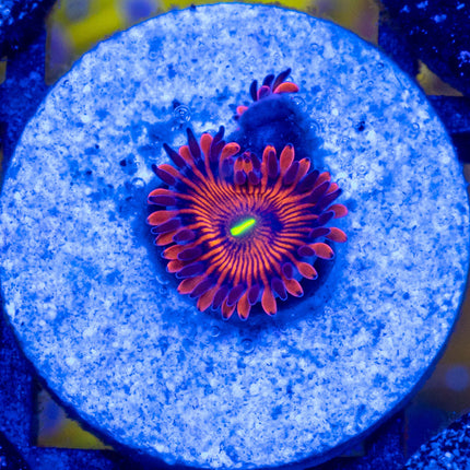 OG RPE Paly