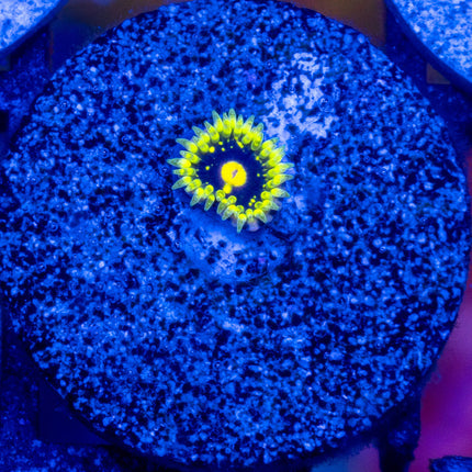 Exoshere Zoa