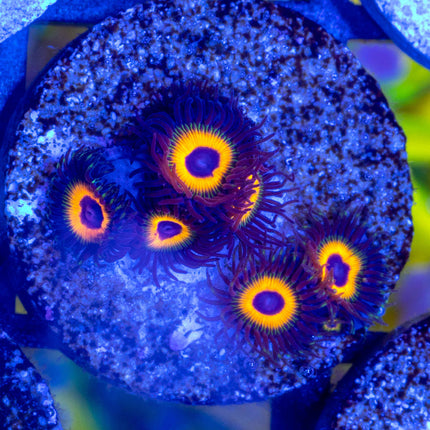 Tarzan Zoa