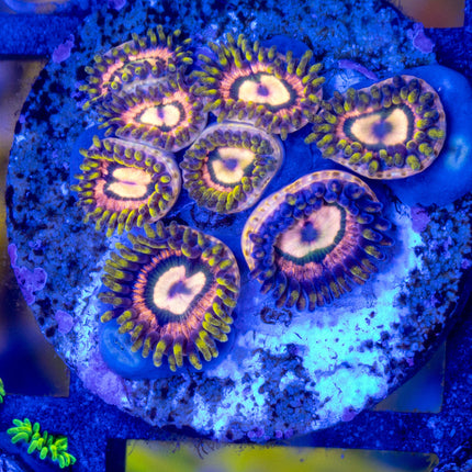 JKR Nebula Carl Zoa