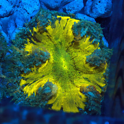 Yellow Rock Flower Anemone