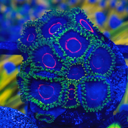 WWC Purple Heart Ring Zoa