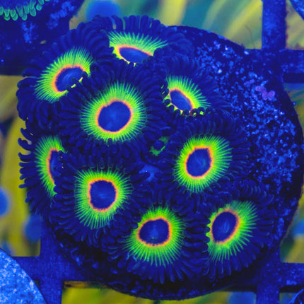 WWC Bob Marley Zoa