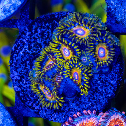 Super Saiyan Zoa
