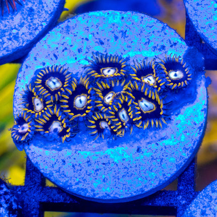 BlackHole Sun Acan