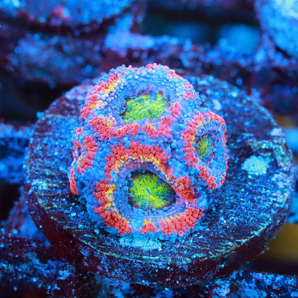 POTO Rainbow Sprinkle Acan