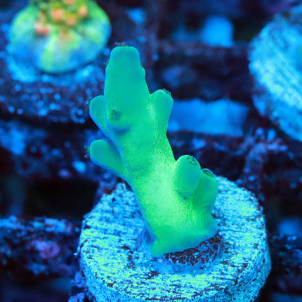 ReefGen Blueberry Fantasy